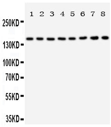 Anti-Hamartin/TSC1 Antibody Picoband® Boster Bio