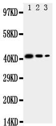 Anti-Macrosialin CD68 Antibody Picoband® Boster Bio