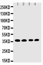 Anti-EIF2S1 Antibody Picoband® Boster Bio