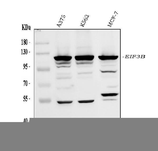 Anti-eIF3B Antibody Picoband® Boster Bio