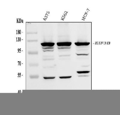 Anti-eIF3B Antibody Picoband® Boster Bio