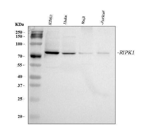 Anti-RIP/RIPK1 Antibody Picoband® Boster Bio
