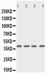 Anti-p53R2/RRM2B Antibody Picoband® Boster Bio