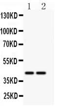 Anti-CD244 Antibody Picoband® Boster Bio