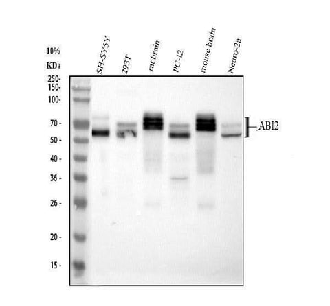 Anti-Abl interactor 2 ABI2 Antibody Picoband® Boster Bio