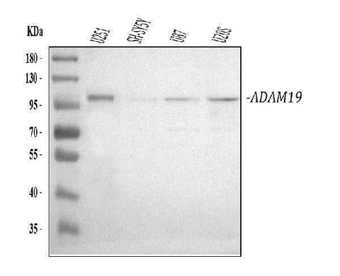 Anti-ADAM19 Antibody Picoband® Boster Bio
