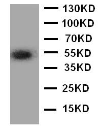 Anti-Angiopoietin-related protein 3 ANGPTL3 Antibody Picoband® Boster Bio