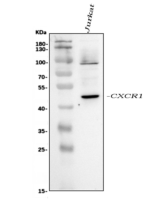 Anti-CXCR1 Antibody Picoband® Boster Bio