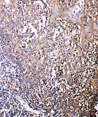 Anti-Bonzo/CXCR6 Antibody Picoband® Boster Bio