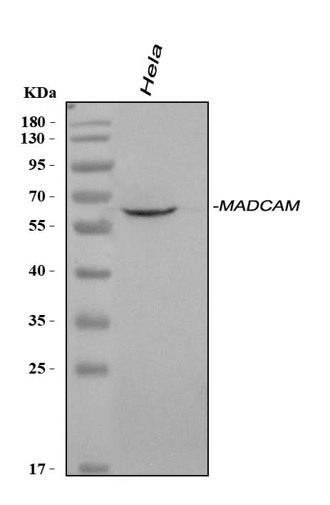 Anti-MAdCAM1 Antibody Picoband® Boster Bio