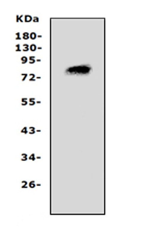 Anti-Proprotein convertase PC4/PCSK4 Antibody Picoband® Boster Bio