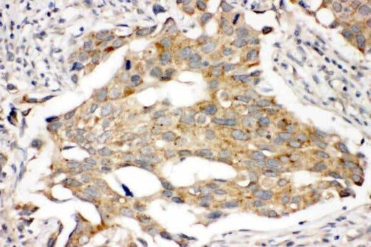 Anti-Prolactin Receptor/PRLR Antibody Picoband® Boster Bio