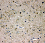 Anti-SPARC-like protein 1 SPARCL1 Antibody Picoband® Boster Bio