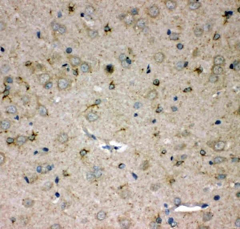 Anti-SPARC-like protein 1 SPARCL1 Antibody Picoband® Boster Bio
