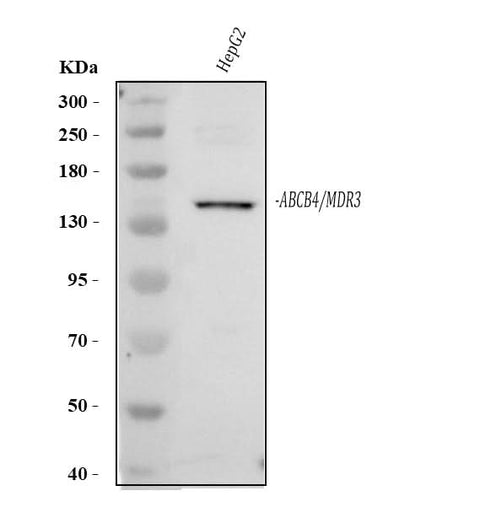 Anti-ABCB4 Antibody Picoband® Boster Bio