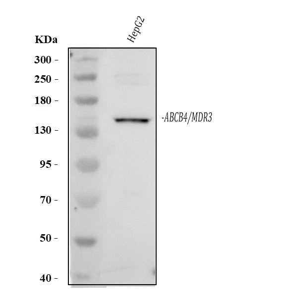 Anti-ABCB4 Antibody Picoband® Boster Bio