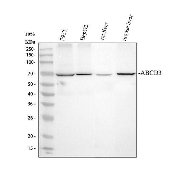 Anti-PMP70/ABCD3 Antibody Picoband® Boster Bio
