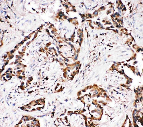 Anti-Amyloid-like protein 1 APLP1 Antibody Picoband® Boster Bio