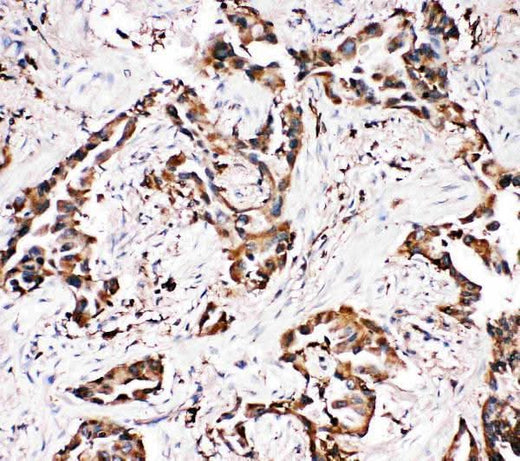 Anti-Amyloid-like protein 1 APLP1 Antibody Picoband® Boster Bio