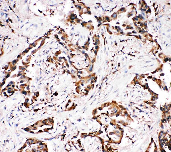 Anti-Amyloid-like protein 1 APLP1 Antibody Picoband® Boster Bio