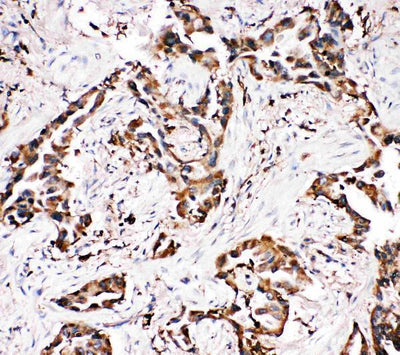 Anti-Amyloid-like protein 1 APLP1 Antibody Picoband® Boster Bio