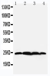 Anti-BAG2 Antibody Picoband® Boster Bio