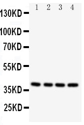Anti-Caspase-12/CASP12 Antibody Picoband® Boster Bio