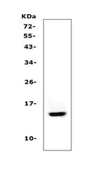 Anti-Cystatin A/CSTA Antibody Picoband® Boster Bio
