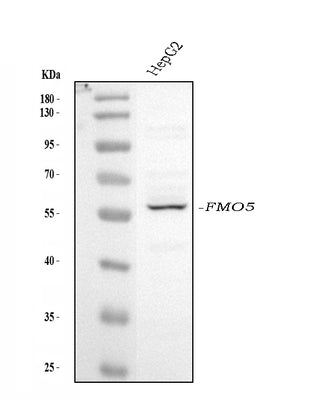 Anti-FMO5 Antibody Picoband® Boster Bio