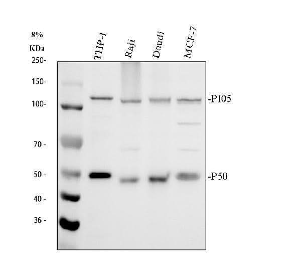 Anti-NFkB/NFKB1 p105/p50 Antibody Picoband® Boster Bio