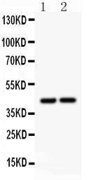 Anti-RUNX3 Antibody Picoband® Boster Bio