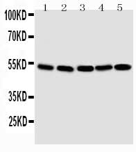 Anti-Smad1 Antibody Picoband® Boster Bio