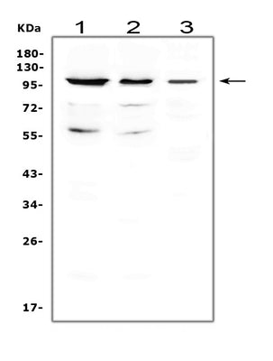 Anti-CDC5L Antibody Picoband® Boster Bio