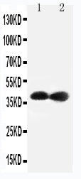 Anti-Cyclin-dependent kinase 7 Cdk7 Antibody Picoband® Boster Bio