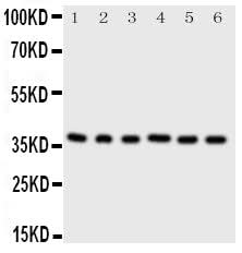 Anti-Cyclin-dependent kinase 7 Cdk7 Antibody Picoband® Boster Bio