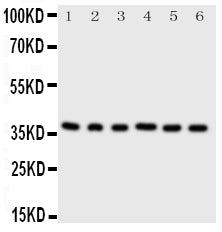 Anti-Cyclin-dependent kinase 7 Cdk7 Antibody Picoband® Boster Bio