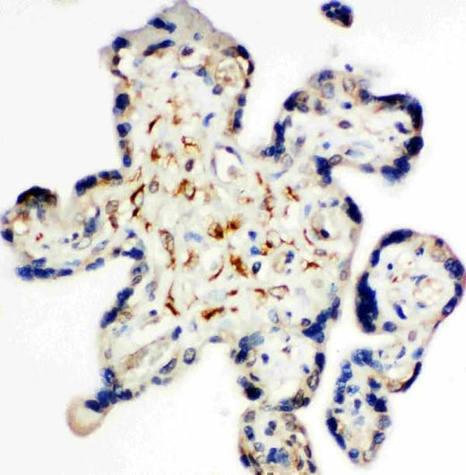 Anti-Syndecan 3/SDC3 Antibody Picoband® Boster Bio