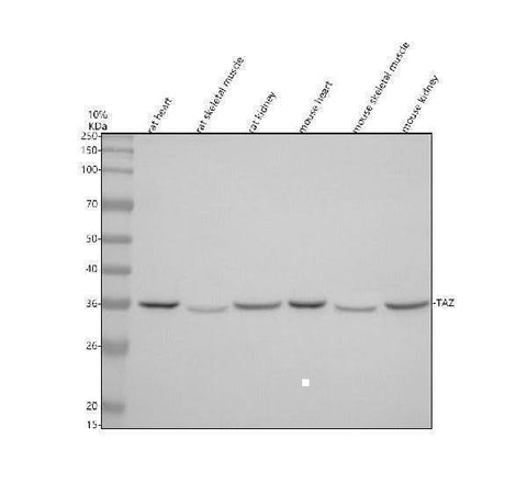 Anti-Tafazzin/TAZ Antibody Picoband® Boster Bio