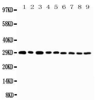 Anti-CD134/OX40/TNFRSF4 Antibody Picoband® Boster Bio