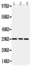 Anti-CD134/OX40/TNFRSF4 Antibody Picoband® Boster Bio