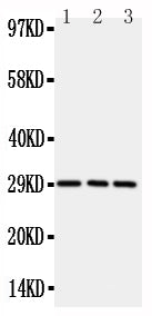 Anti-CD134/OX40/TNFRSF4 Antibody Picoband® Boster Bio