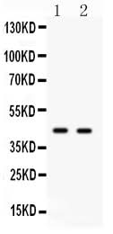 Anti-Cdc37 Antibody Picoband® Boster Bio