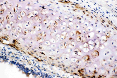 Anti-Collagen II/COL2A1 Antibody Picoband® Boster Bio