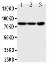 Anti-TrkA/NTRK1 Antibody Picoband® Boster Bio