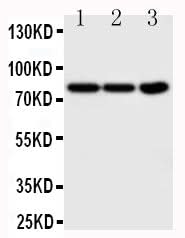 Anti-TrkA/NTRK1 Antibody Picoband® Boster Bio