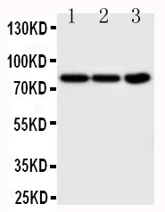 Anti-TrkA/NTRK1 Antibody Picoband® Boster Bio
