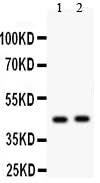 Anti-Transcription factor E2F4 E2F4 Antibody Picoband® Boster Bio