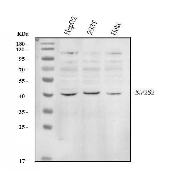 Anti-EIF2S2 Antibody Picoband® Boster Bio