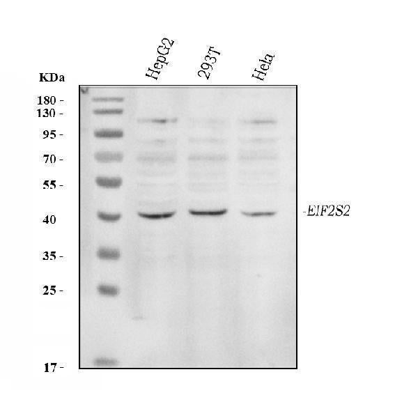 Anti-EIF2S2 Antibody Picoband® Boster Bio