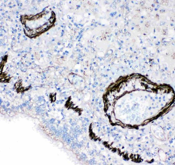 Anti-Gastrotropin FABP6 Antibody Picoband® Boster Bio